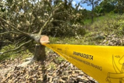 Operasi penguatkuasaan terhadap kebun durian haram di Sungai Ruan. Foto Media Pahang
