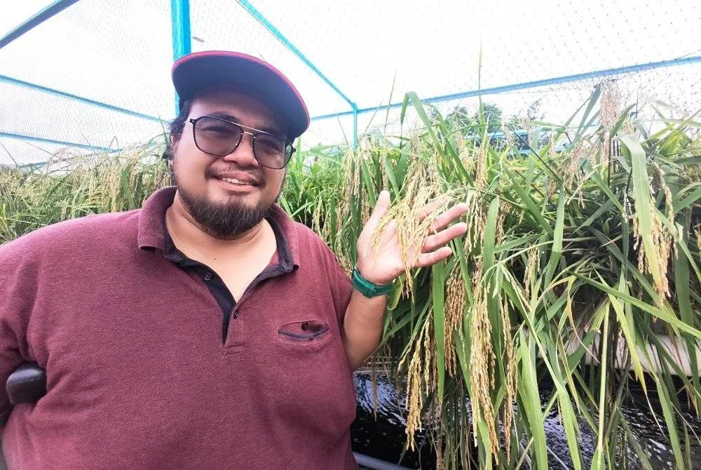 Ibrahim menunjukkan padinya yang sudah boleh dituai.