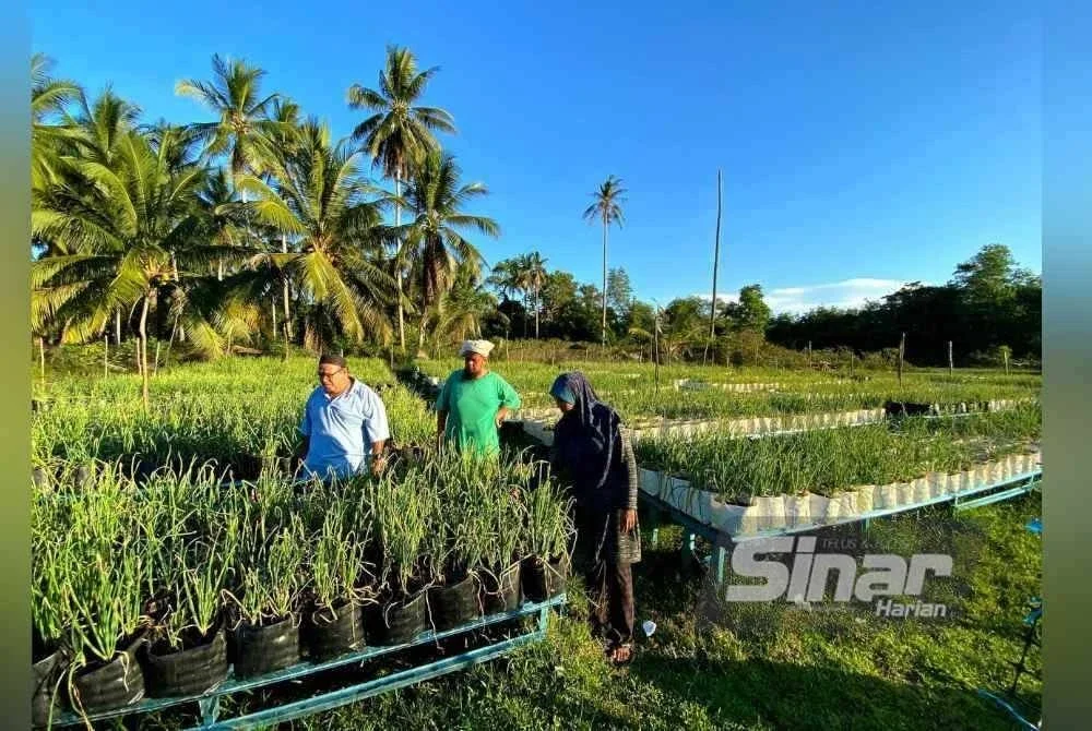 Sebuah komuniti penduduk di Gelong Badak, Bachok yang mengusahakan tanaman bawang merah melalui kaedah fertigasi.