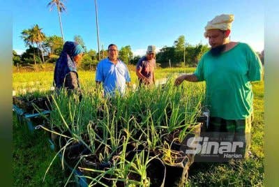 Che Mahmood (dua, kiri) bersama peserta menunjukkan 13,200 benih bawang merah telah ditanam yang melibatkan 3,300 polibeg.