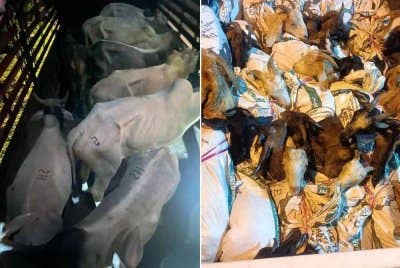 Batalion 8 PGA Pengkalan Chepa merampas 10 ekor lembu dan 25 kambing yang dipercayai diseludup dari Thailand semasa penugasan Op Taring Wawasan di dua lokasi berbeza pada Isnin. Foto PGA