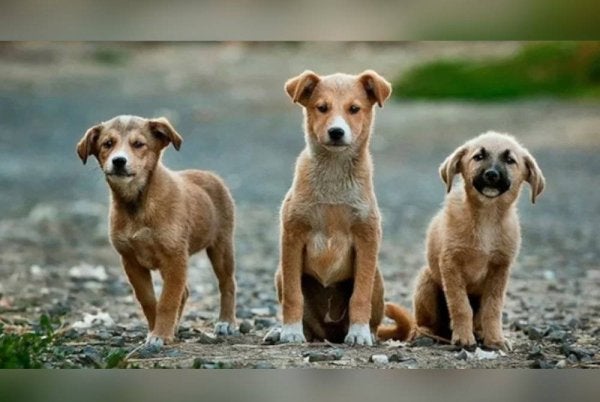 Sebuah video yang memaparkan lelaki terbabit melakukan serangan seksual terhadap seekor anjing turut tular di media sosial. Gambar hiasan Agensi