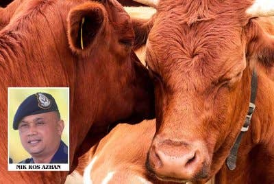 Semua haiwan yang dirampas telah diserahkan kepada Jabatan Perkhidmatan Veterinar Kelantan untuk tindakan lanjut.- Gambar hiasan