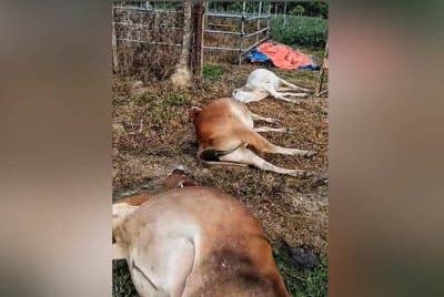 Tular gambar beberapa ekor lembu ternakan yang mati dipercayai diracun.