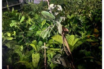 Kesemua suspek dan barangan rampasan diserahkan kepada Bahagian Biosekuriti Tumbuhan Kelantan untuk tindakan selanjutnya. - FOTO: PGA