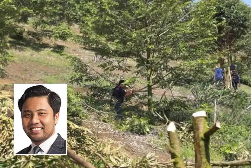 Pencerobohan tanah untuk penanaman kebun durian haram turut mengakibatkan hidupan liar kehilangan habitat. - Gambar hiasan, gambar kecil: Muhammad Nabil Fikri