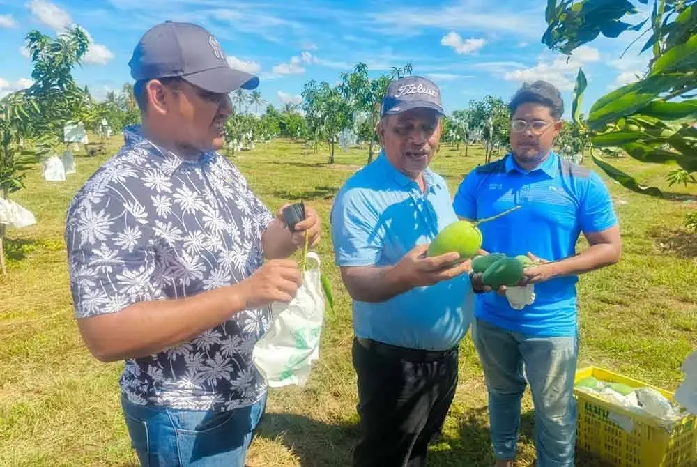 Mohd Yusof (tengah) turun di ladangnya untuk meninjau kualiti buah mangga harumanis di Alor Mengkudu, Alor Setar.