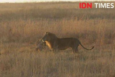 Mangsa telah dibaham dari sebuah kediaman di sebuah ladang berhampiran taman negara berkenaan.