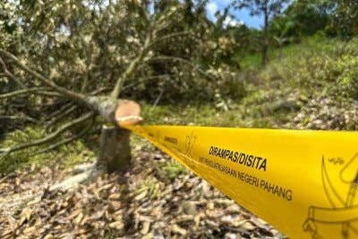 Operasi pembersihan kawasan yang diceroboh pekebun durian di Sungai Klau, Raub dijangka dilaksanakan sehingga 2 Mei ini.