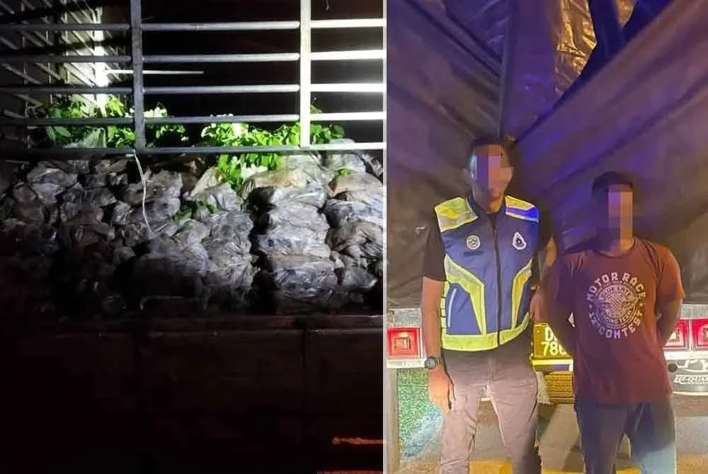 Batalion 7 PGA Kuantan menahan seorang lelaki dan merampas 5,000 anak pokok merbau seludup di hadapan sebuah sekolah di Tok Deh, Rantau Panjang pada Ahad. Foto PGA