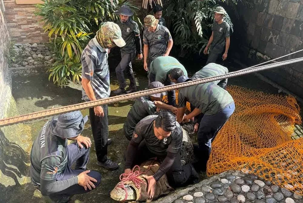 Seekor buaya betina seberat lebih 300kg dipindahkan Jabatan Perhilitan Selangor dari sebuah rumah di Kajang pada 13 April lepas.