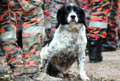 Jabatan Bomba dan Penyelamat Malaysia (JBPM) dalam proses pembelian 16 ekor anjing pengesan (K9) dari United Kingdom (UK) bagi penggantian anjing telah mencapai had kecerdasan maksimum lapan hingga sepuluh tahun. Gambar fail Bernama.