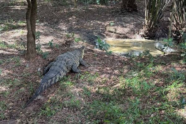 Buaya betina itu dipindahkan ke Paya Indah Wetlands.