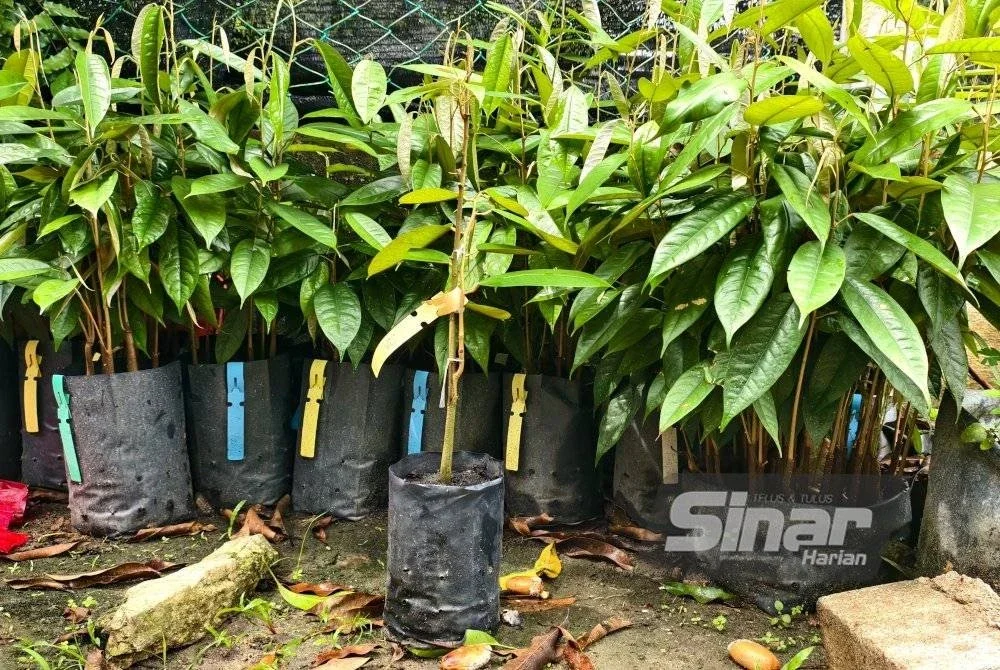 Anak pokok durian boleh dijual pada harga antara RM30 hingga RM50 sepokok.
