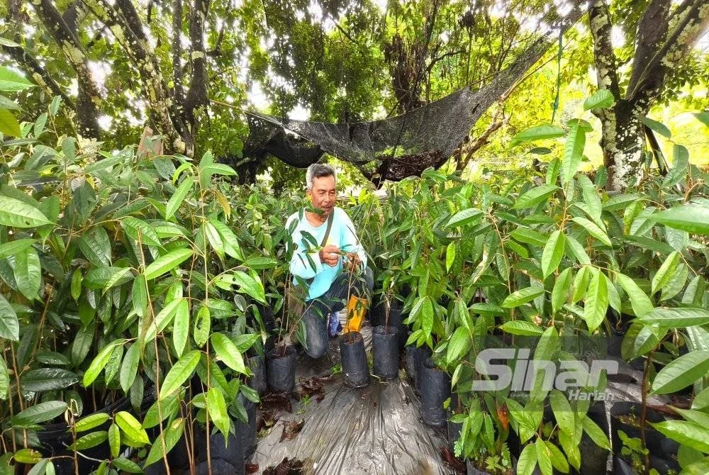 Zain menunjukkan antara anak pokok durian di kebunnya di Kampung Rawa, Lenggeng.