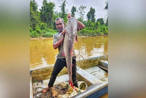 Ikan baung ekor merah seberat 15 kilogram, ikan pendatang yang berjaya ditangkap oleh Mohamad Syukri di Sungai Jelai pada Selasa. Foto ihsan Mohamad Syukri
