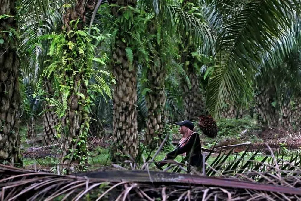 Felda diyakini dapat bergerak ke hadapan dengan hala tuju yang lebih mapan dalam usaha membina generasi peneroka seterusnya.