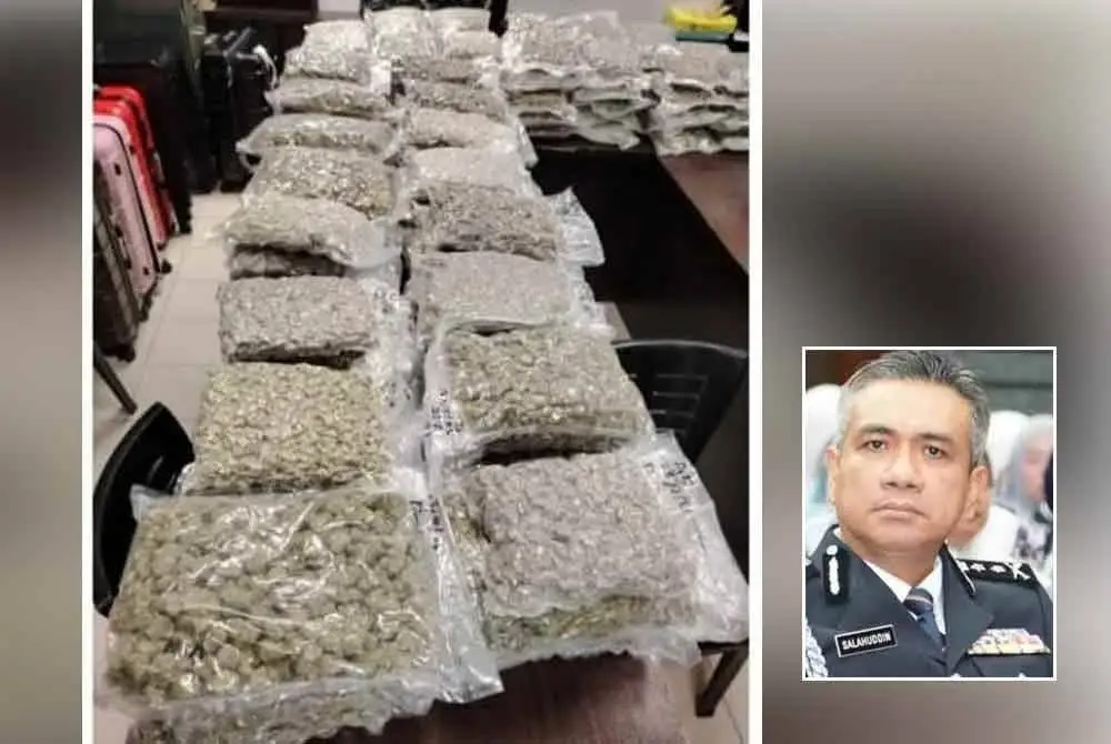 Sebahagian dadah disyaki bunga ganja bernilai RM2.64 juta dirampas daripada dua dalang utama pengedaran dadah ke Eropah termasuk seorang warga China. - Foto: PDRM, gambar kecil: Mat Zani