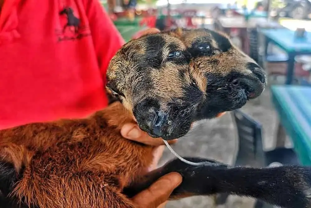 Anak kambing baka Black Belly yang dilahirkan berkepala dua di Bukit Kechil, Pernu pada Rabu, mati selepas 24 jam dilahirkan.