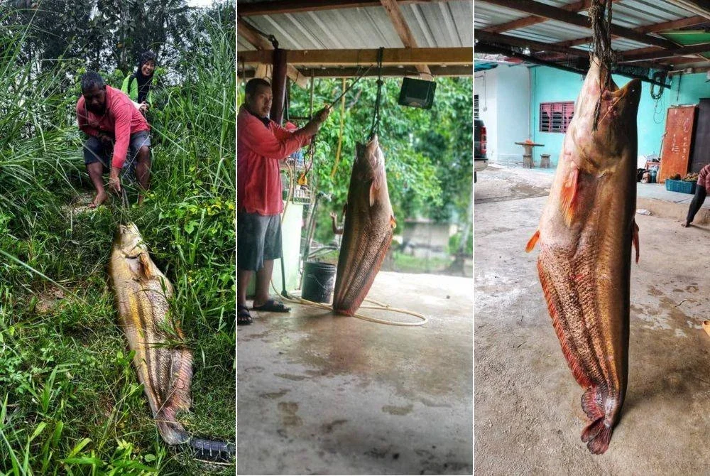 Afandi ketika menaikkan ikan tapah seberat 40kg di Sungai Pahang dekat jambatan Jerantut Feri baru-baru ini.