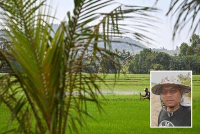 Pendapatan yang tidak menentu menyebabkan pesawah, Halmi (gambar kecil) terpaksa melakukan beberapa kerja tambahan bagi memenuhi keperluan asas keluarga. Foto hiasan