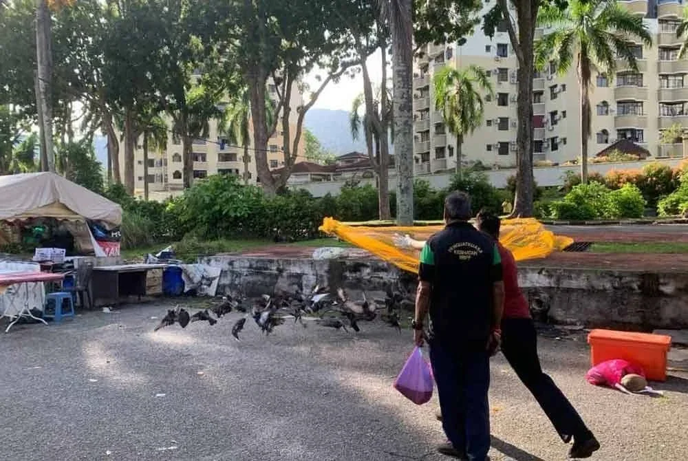 Kakitangan MBPP menangkap burung merpati dalam operasi berkala di sekitar pusat bandar George Town.