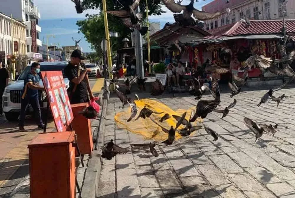 Orang ramai dinasihatkan untuk bekerjasama dan tidak memberi makanan kepada burung liar demi menjaga kebersihan serta kesihatan awam di kawasan sekitar.