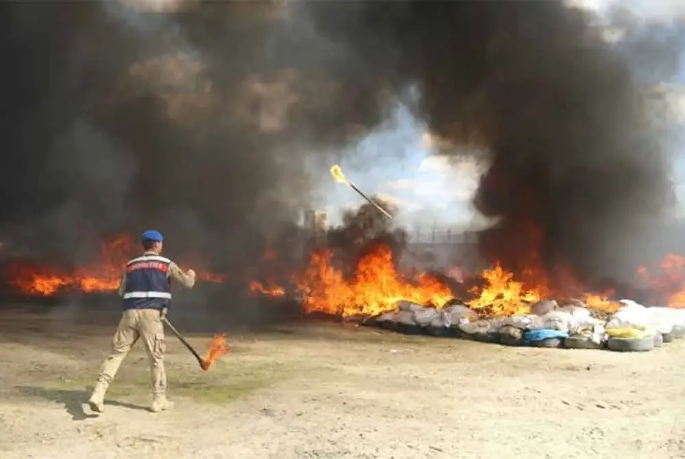 Pembakaran ganja besar-besaran itu turut mendapat kecaman ramai. Foto Agensi