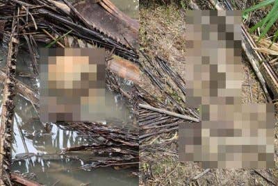 Tulang dan tengkorak manusia dijumpai dalam ladang kelapa sawit di Slim River, Ahad lalu. Foto: ihsan polis