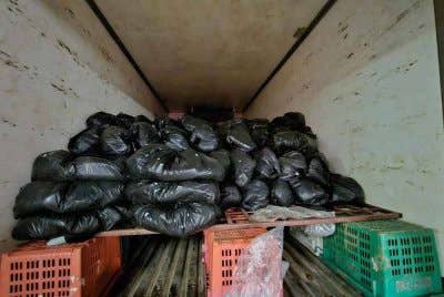 Sindiket penyeludupan ketum yang aktif sekitar Selangor dan Kuala Lumpur ditumpaskan Pasukan Gerakan Am (PGA) Briged Tengah menerusi dua serbuan berasingan sekitar Lembah Klang baru-baru ini.