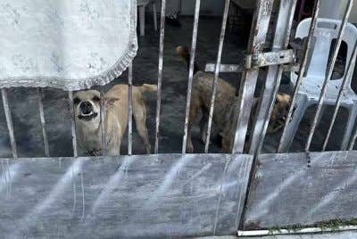 Pemilik anjing yang masih belum melesenkan haiwan mereka diarahkan hadir segera ke Menara MPAJ.