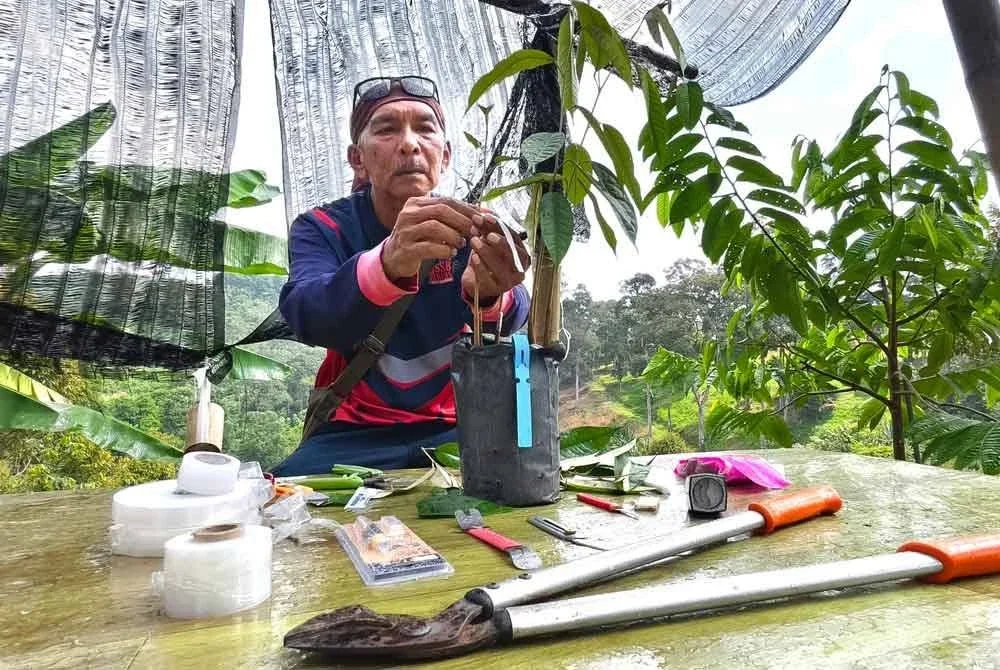 Zain menunjukkan kaedah cantuman durian pada anak pokok durian