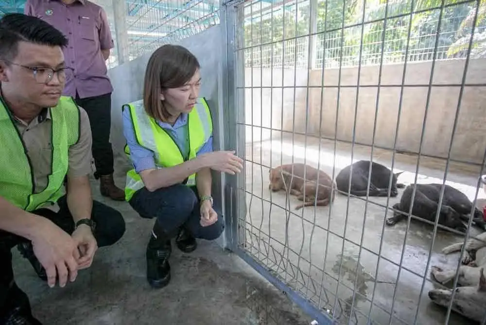 Sandrea (dua dari kiri) turut melawat paun anjing yang berfungsi sebagai tapak kemudahan penempatan sementara anjing terbiar untuk kawasan pentadbiran Majlis Daerah Kampar.