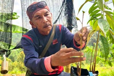 Zain menunjukkan kaedah cantuman durian