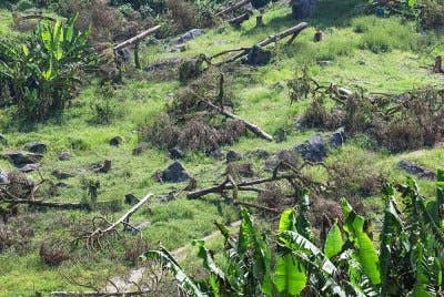 Sebelum ini operasi yang dijalankan bagi menangani pencerobohan ini menimbulkan ketidakpuasan hati dalam kalangan pekebun setelah tanaman mereka dimusnahkan. - Gambar fail/Bernama