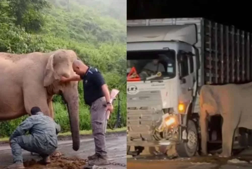 Ibu gajah yang kehilangan anaknya akibat dilanggar sebuah lori muatan ayam dalam kejadian kemalangan di Jalan Raya Timur-Barat (JRTB) Gerik-Jeli, awal pagi tadi, mungkin akan kembali ke lokasi kejadian.