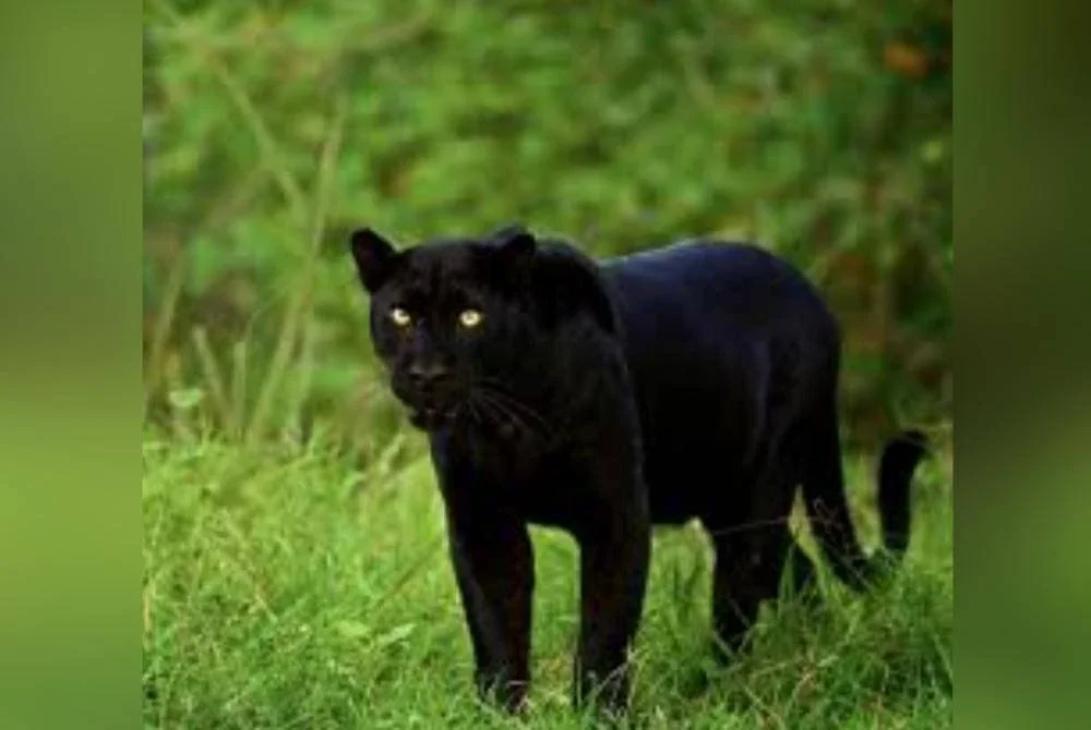 Perhilitan Negeri Sembilan menasihatkan pengguna jalan raya supaya lebih berwaspada ketika melalui Jalan Temiang-Pantai susulan tular kemunculan harimau kumbang di jalan tersebut.