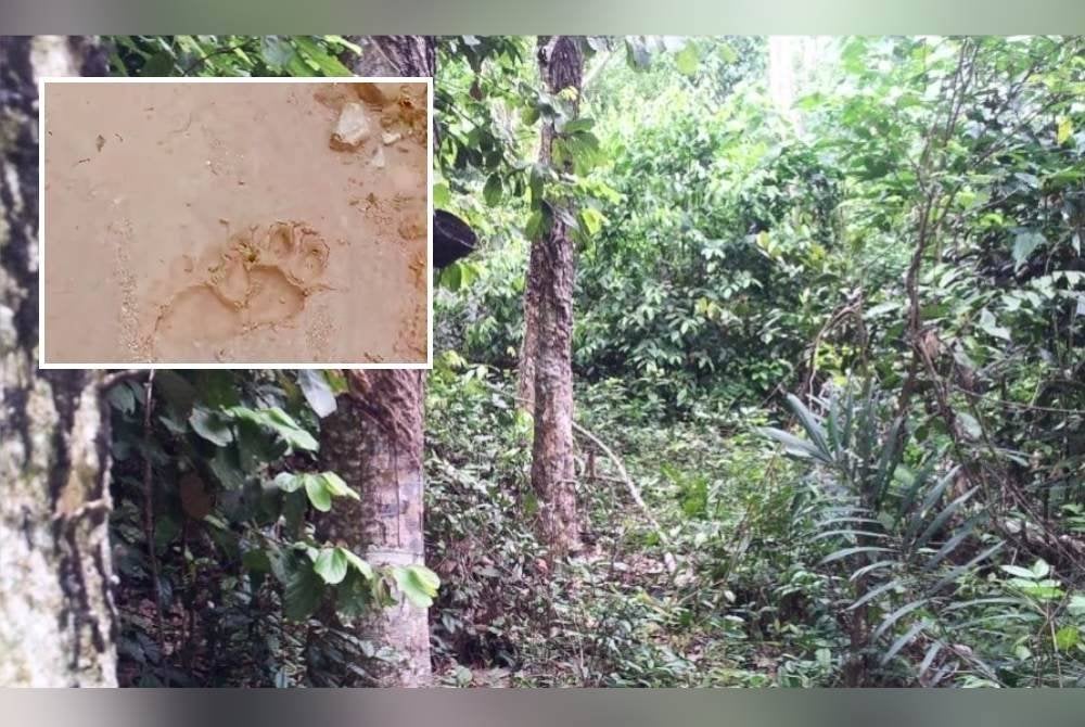 Tapak Rusa Tular penemuan tapak kaki harimau, pekebun Jeli diminta waspada - Sinar ...