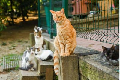 Kesedaran masyarakat terhadap kepentingan melindungi haiwan juga perlu diperkukuh melalui pendidikan dan kempen berterusan. Gambar hiasan 