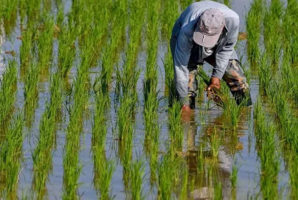 Pesawah padi di negara ini diingatkan untuk tidak menggunakan benih padi yang tidak sah atau tidak berdaftar di bawah Skim Pengesahan Benih Padi (SPBP). Gambar hiasan