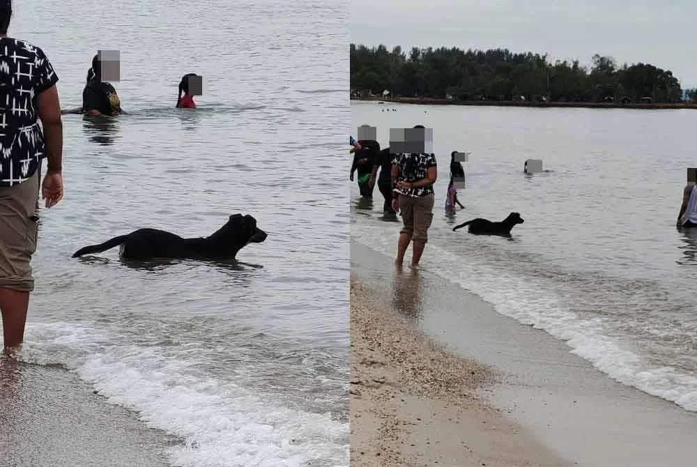 Gambar seekor anjing dilihat mandi di Pantai Saujana, Batu 4 Port Dickson tular di media sosial.