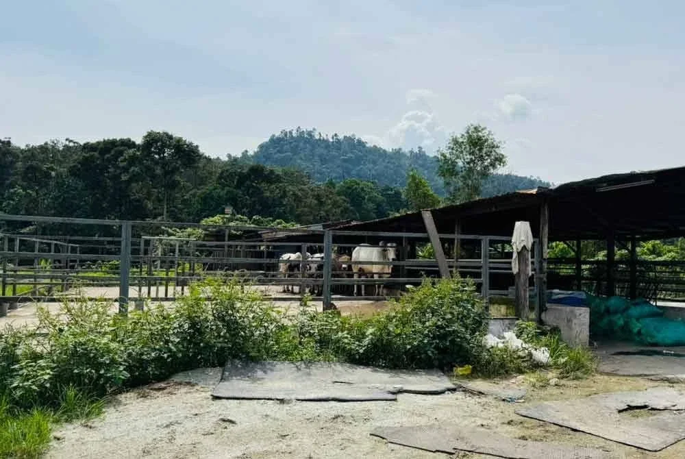 Struktur kandang lembu bertiang dan beratap yang dipercayai didirikan di atas tanah rizab kerajaan di Kampung Sungai Long sejak 2018.