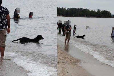 Gambar seekor anjing dilihat mandi di Pantai Saujana, Batu 4 Port Dickson tular di media sosial.