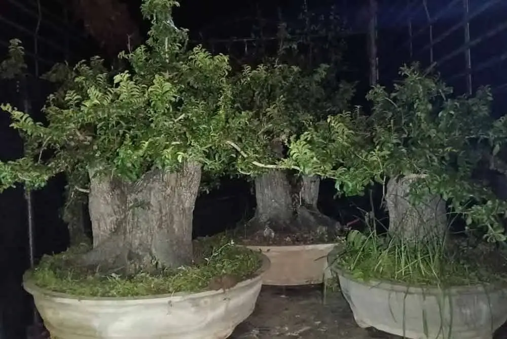 Antara pokok bonzai yang dirampas oleh PGA dalam serbuan berasingan di Rantau Panjang dan Tumpat pada Ahad.
