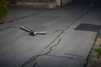 Itik ini terbang pada kelajuan 52 kilometer sejam (km/j) di zon yang menetapkan had laju hanya 30km/j. - Foto Agensi