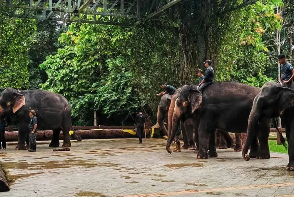 Persembahan terbuka gajah-gajah yang menjadi tarikan di PKGK Kuala Gandah. - FOTO: ihsan PKGK Kuala Gandah