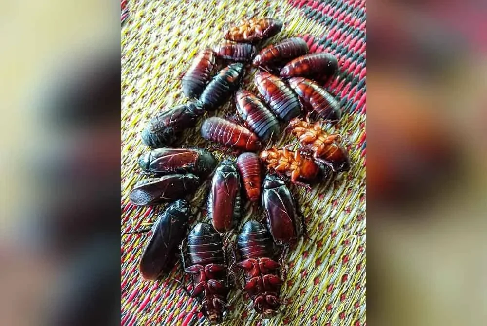 Inilah lipas kayu yang menjadi senjata rahsia kaki pancing tradisional di Sungai Pahang.