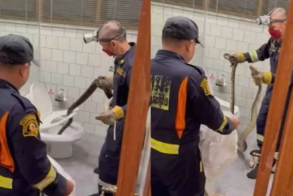 Pasukan penyelamat yang bertungkus-lumus menangkap dan mengalihkan ular tersebut dengan selamat. - Agensi