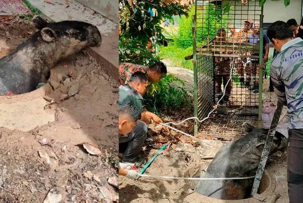 Anggota keselamatan berusaha mengeluarkan seekor tapir betina yang terjatuh dalam lubang kumbahan berdekatan rumah penduduk di Kampung Kijing, Marang.