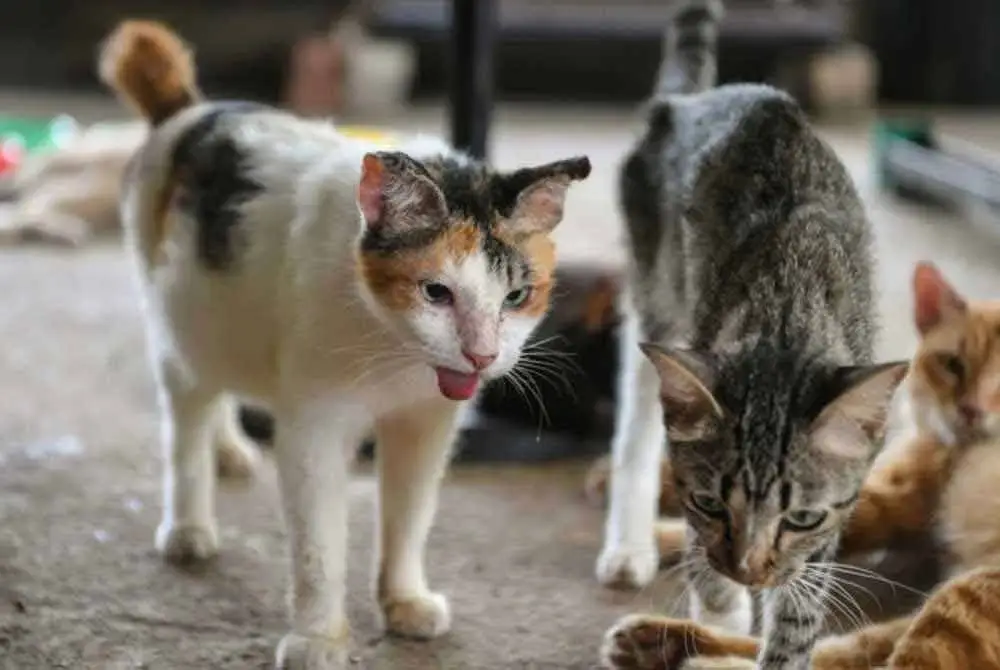 Sarawak rekod kes rabies pertama 2025 melibatkan remaja digigit kucing liar. Gambar hiasan